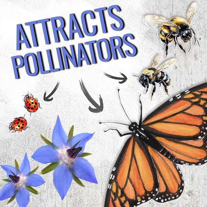 Seed Needs Borage Seeds for Planting Blue Star Flowers - Heirloom Non-GMO & Untreated - Plant a Home Grown Flowering Herb Garden Attract Bees, Butterflies & Other Pollinators (2 Packs)