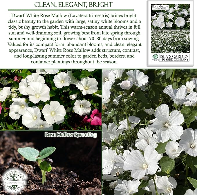 Dwarf White Rose Mallow Flower Seeds (Lavatera trimestris) – 100+ Heirloom Seeds per Packet, by Isla’s Garden Seeds, Compact Blooms for Home Gardens, Borders, Containers, Summer Flowers, Gift Idea