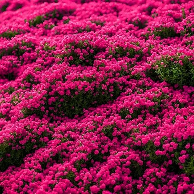 22500+ Magic Creeping Thyme Seeds for Planting Perennial Thyme Seeds Thymus Serpyllum Seed Heirloom Flowers Ground Cover Plants
