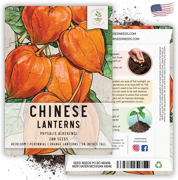 Seed Needs Chinese Lantern Seeds for Planting (Physalis Alkekengi) Heirloom & Open Pollinated Orange Ornamental Husk Cherries - Annuals to Plant an Outdoor Garden (1 Pack)