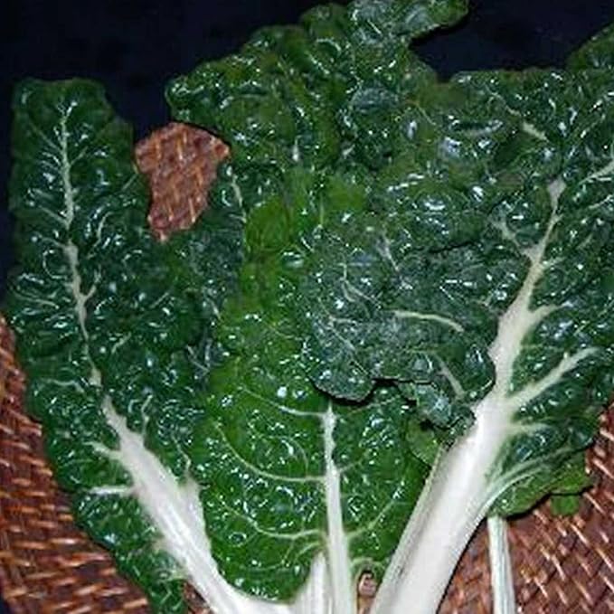 Swiss Chard Garden Seeds - Fordhook Giant - 4 Oz - Non-GMO, Heirloom Vegetable Gardening & Microgreens Seeds