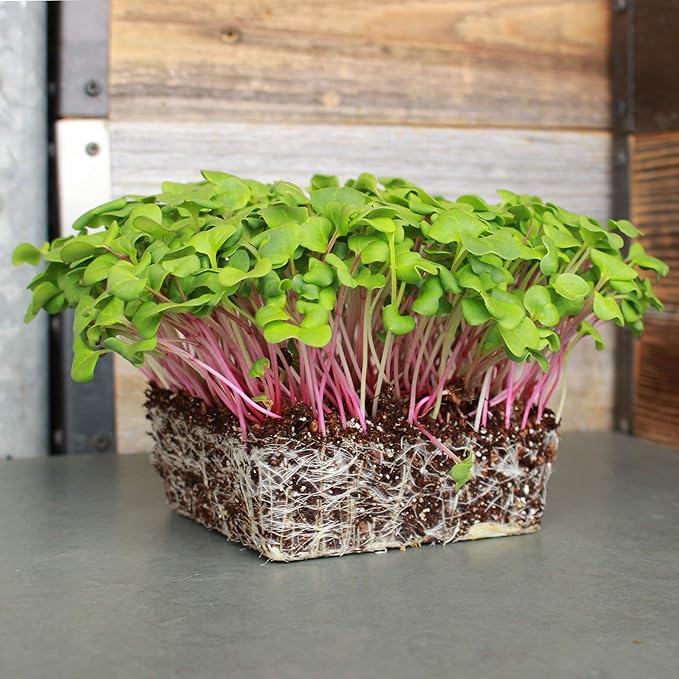 Triton Purple Radish Sprouting Seeds - 4 g Packet ~300 Seeds - Non-GMO Purple, Red, Green Sprouts- Sprout and Microgreen Radishes