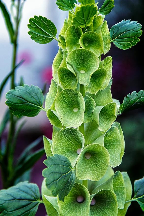 Bells of Ireland Seeds – Moluccella Laevis | Annual | Unique Green Blooms for Fresh Cut Arrangements & Garden Borders