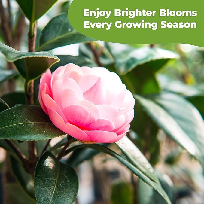 Liquid Camellia Fertilizer by Perfect Plants | The Best Fertilizer for All Outdoor Camellia Shrub Plant to Enhance Blooms & Boost Colors | Improves Missing Flower Nutrient Levels