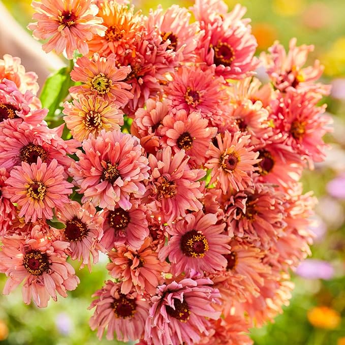 Eden Brothers Zinnia Seeds - Senorita, Non-GMO Seeds for Planting, Packet | Low-Maintenance Flower Seeds, Plant During Spring, Zones 3, 4, 5, 6, 7, 8, 9, 10