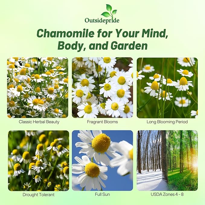 Outsidepride German Chamomile Seeds - 5000 Pcs Annual, Drought Tolerant, Self-Seeding & Versatile, Herb Seeds for Planting Sweet Scented Daisy-Like Blooms, Ideal for Slopes & Pollinator Gardens