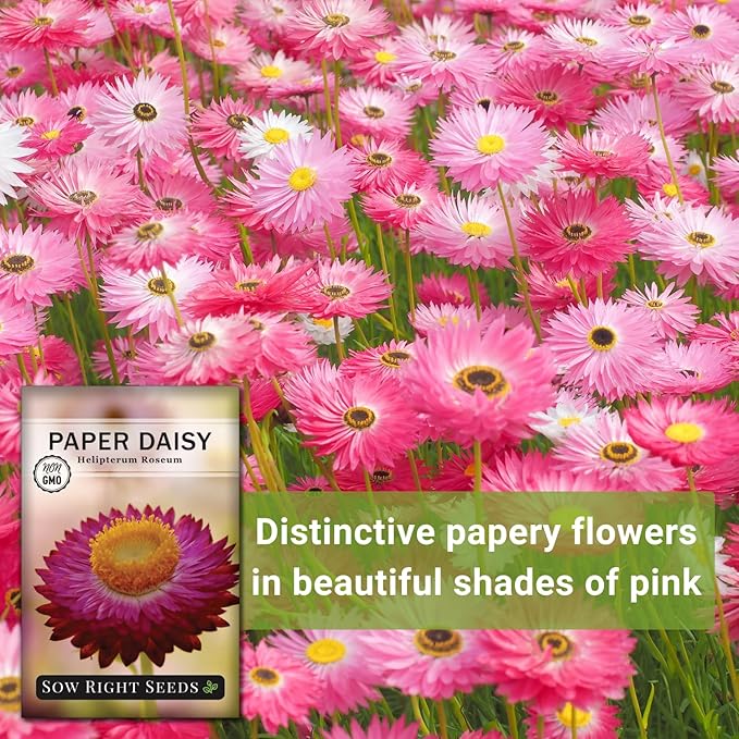 Sow Right Seeds - Paper Daisy (Helipterum Roseum) Seeds to Plant - Non-GMO Heirloom Packet, Instructions to Plant in Your Garden - Fantastic Cut Flower for Bouquets - Use for Decorations & Garland (1)