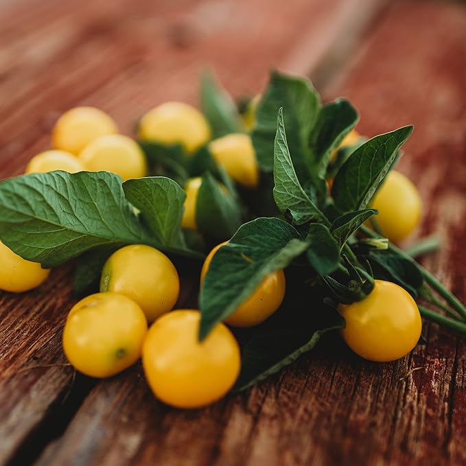Galina's Yellow Siberian Cherry Tomato - 25 Seeds - Rare Russian Heirloom Tomato, Non-GMO Heirloom Yellow Cherry Tomato Seeds for Planting in The Home Garden, Thresh Seed Company