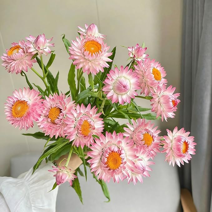 Mixed Strawflower Seeds for Planting, 1000pcs Strawflower Wildflower Seeds Non-GMO Heirloom Perennial Rare Cut Flower Plants, Open Pollinated Beauty Home Garden for Outdoors