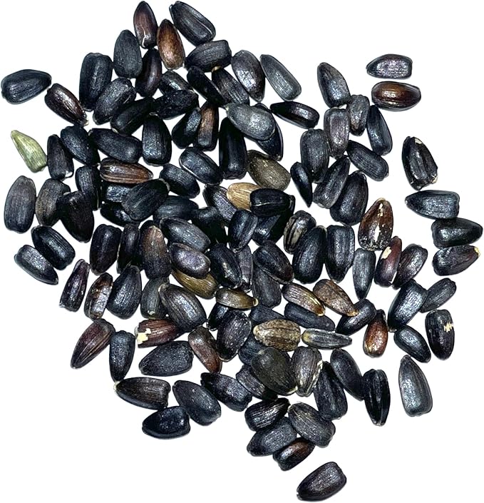 Seed Needs, Henry Wilde Sunflower Seeds - 100 Seeds for Planting Helianthus annuus - Open Pollinated Annual Flowers to Grow a Butterfly Garden (1 Pack)
