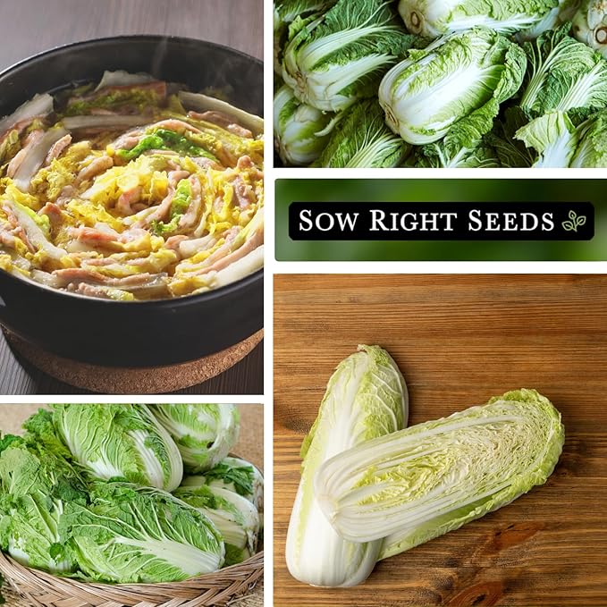 Sow Right Seeds - Hilton Cabbage Seeds for Planting Outdoors - Culinary Asian Variety - Non-GMO Heirloom Chinese Napa Cabbage - Easy Grow Garden & Home Use for Healthy & Delicious Recipes (1)