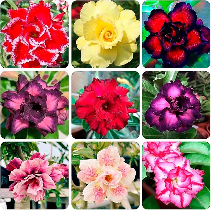 5+ Desert Rose Seeds for Planting Outdoors- Perennial Exotic Tropical Rose Flower Planting Non-GMO Heirloom