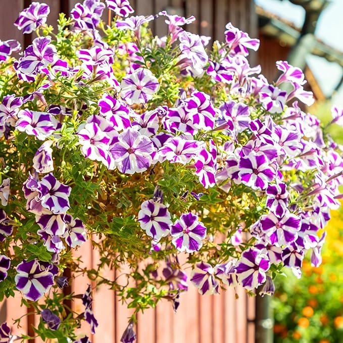 Dwarf Petunia Seeds for Planting, 203+pcs Perennial Petunias Flowers Seeds for Planting Open Pollinated Plant Seeds, Non-GMO Heirloom Annual Beauty Home Garden Flowers in Outdoors