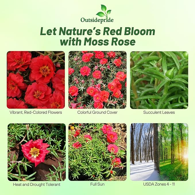 Outsidepride Red Moss Rose Seeds - 5000 Pcs Annual, Drought & Heat Tolerant, Pollinator Friendly Ground Cover Seeds for Planting w/Vibrant Blooms & Succulent Foliage, Ideal for Xeriscaping