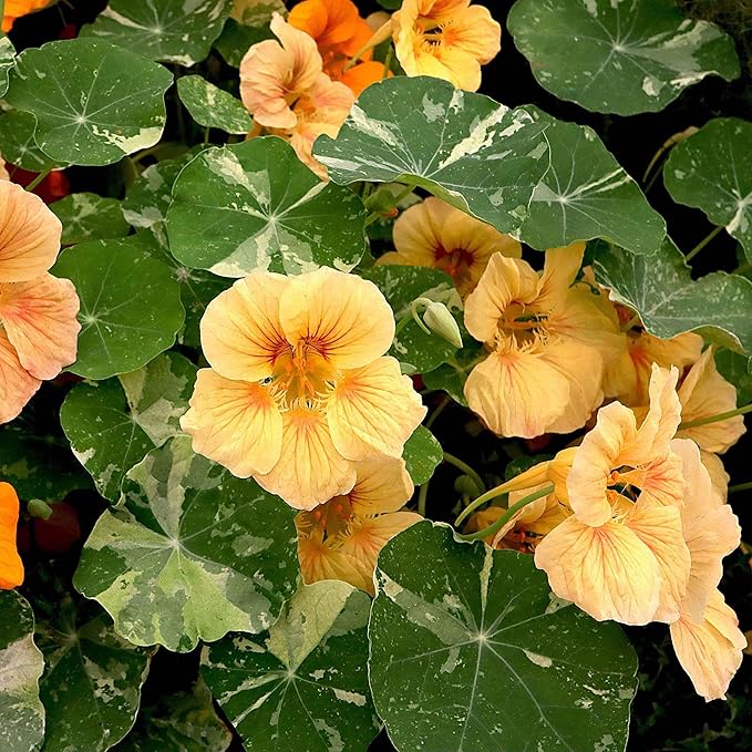 Eden Brothers Nasturtium Seeds - Alaska Salmon
