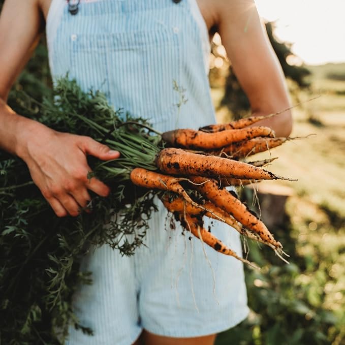 Nantes Carrot - 150 Seeds - Heirloom & Open-Pollinated Variety, Non-GMO Vegetable Seeds for Planting Indoors or Outdoors in Containers or The Home Garden, Thresh Seed Company