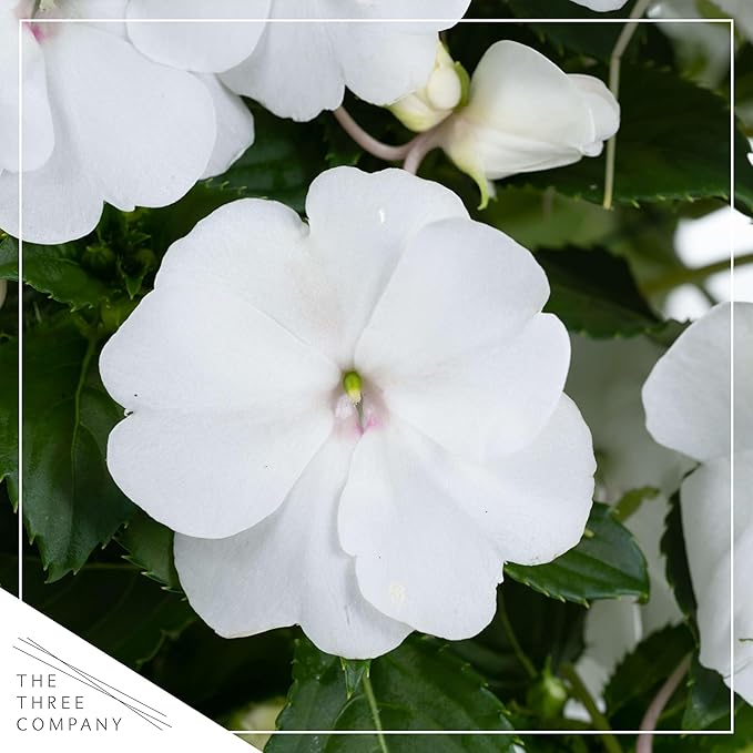 Live Flowering New Guinea Impatiens - White (2 Plants Per Pack), Beautiful Shade Flowers, 12" Tall by 5" Wide in 1 Qt Pot