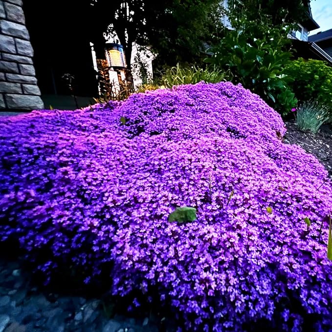5000+ Creeping Thyme Thymus Coccineus Seeds for Planting Outdoor-Ground Cover Herb Plants Thymus Serpyllum Non-GMO Heirloom Easy Grow