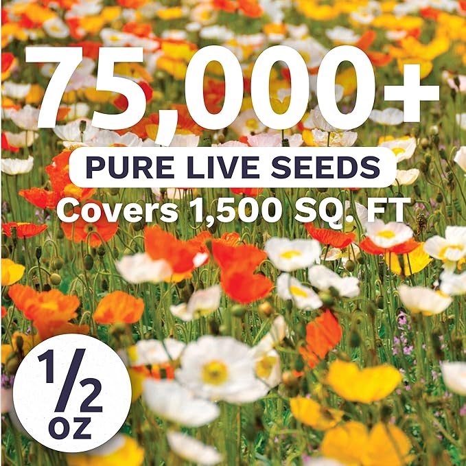 Poppy - Iceland - Large 1/2 Ounce Packet - 75,000 Flower Seeds for Planting - Papaver nudicaule