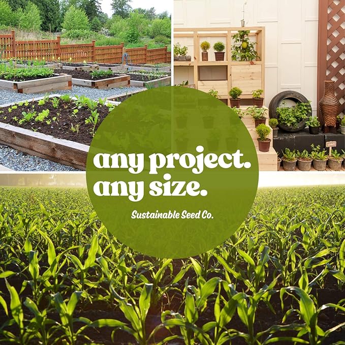 Broccoli Raab 0.25 Oz ~2,120 Seeds—Early Fall Rapini—Brassica rapa ruvo—Heirloom, Non-GMO Days to Harvest—Cool-Season Crop for Spring/Fall—Open Pollinated—Garden or Container