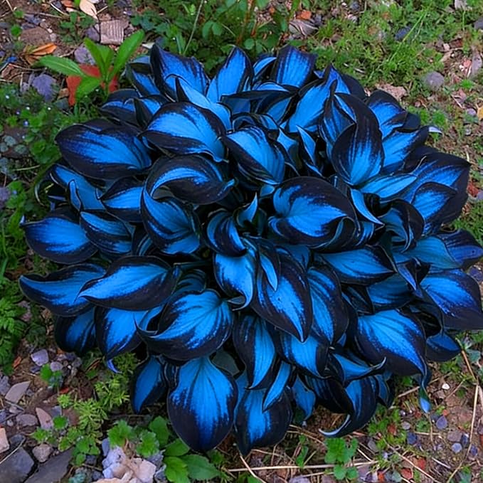Hosta Seeds for Planting, 300pcs Rare Perennial Hosta Flower Seeds Plants, Non-GMO Heirloom Long Blooming Plants Shaded Entry Pathway Rare Flowers for Garden Outdoors