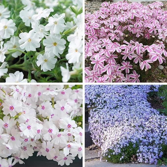 1000+ Creeping Phlox Seeds for Planting - Bright Phlox Seeds Creeping Perennial Ground Cover Plants - Annual Flower for Home and Garden