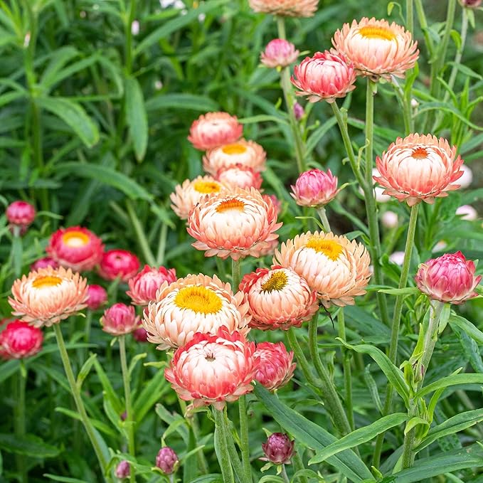 2500+ Perennial Mixed Strawflower Flower Seeds for Planting Outdoors-Attracts Bees&Butterflies Fragrant Butterfly