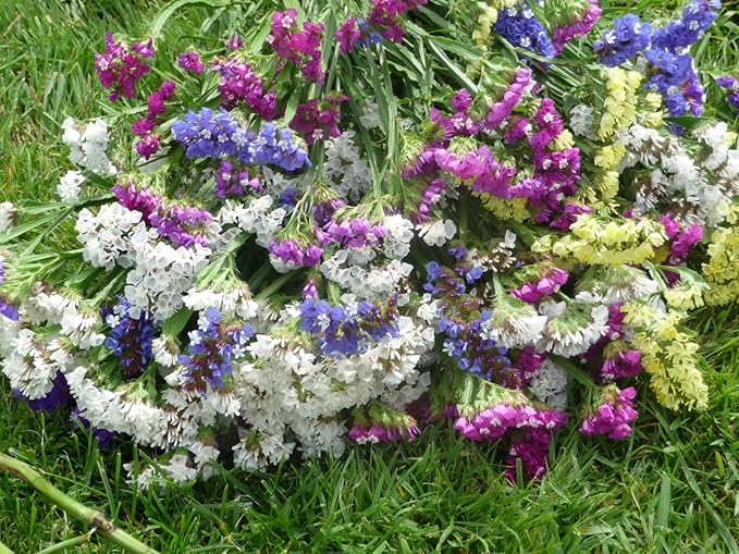 KIRA SEEDS - Seeds Wavyleaf Sea Lavender Mix - Statice Kermek - Heirloom Herb - GMO Free