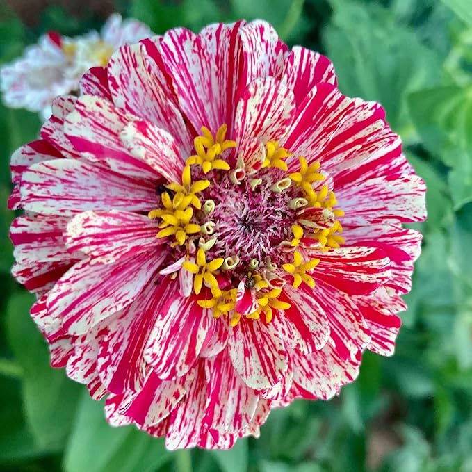 Eden Brothers Zinnia Seeds - Bon Bon Mix, Non-GMO Seeds for Planting, Packet | Low-Maintenance Flower Seeds, Plant During Spring, Zones 3, 4, 5, 6, 7, 8, 9, 10