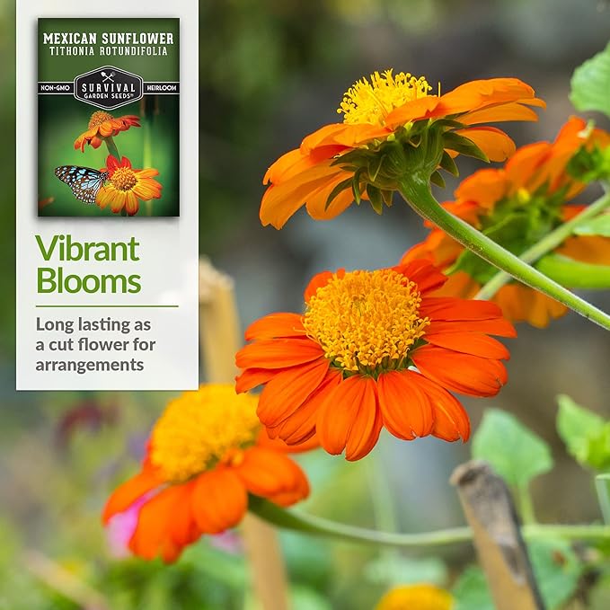 Mexican Sunflower Seeds for Planting – Tall Orange Tithonia Rotundifolia Pollinator Flower, Heirloom Non GMO Annual Flower Seed to Plant - Survival Garden Seeds (5 Packs)