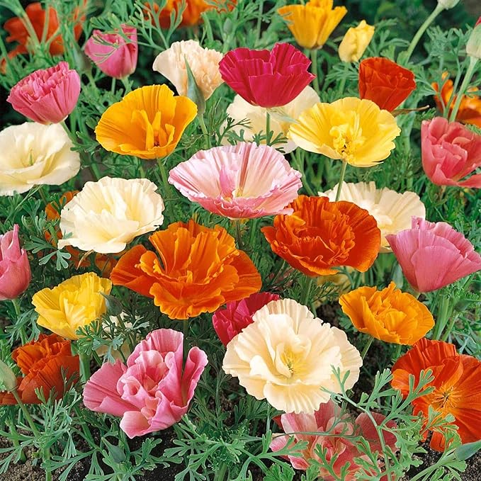 Outsidepride Mission Bells California Poppy Seed Mix - 10000 Pcs Annual Eschscholzia Wildflower Seeds w/Double Bi-Colored Blooms for Colorful Gardens, Borders, Meadows & Pollinator-Friendly Spaces