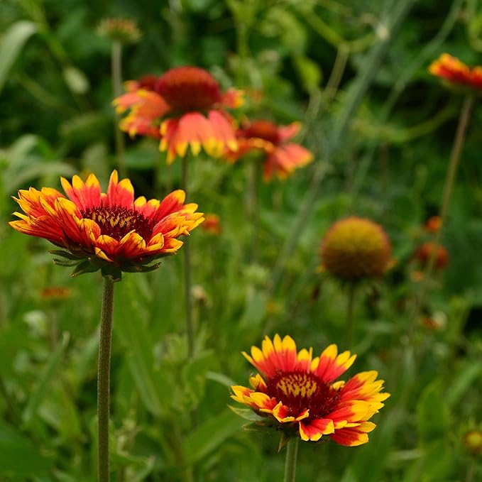 Blanket Flower Perennial Wildflower - 100 Seeds - Drought Tolerant Wildflower, Pollinator-Friendly, Perennial Flower Seeds for Planting Outdoors in The Home Garden, Thresh Seed Company
