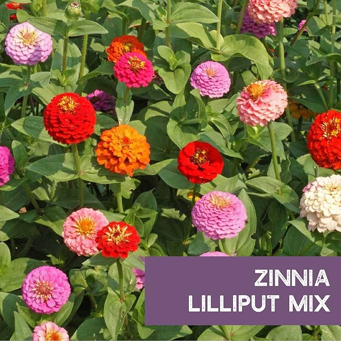 Zinnia Seeds for Outdoor Planting – ~3,000 Lilliput Semi-Dwarf Zinnia Seeds – 1–2" Dwarf Pompom-Style Blooms – Zinnia elegans Pollinator-Friendly Annual Flower Mix