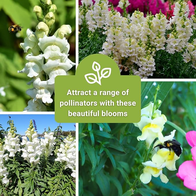 Sow Right Seeds - White Snapdragon Seeds for Planting - Non-GMO Heirloom Annual Variety - Beautiful Snap Dragons Flowers - Easy to Grow - Perfect for Gardens and Pots - Attract Pollinators (1)