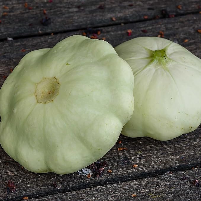 Early White Scallop Summer Squash Garden Seeds - 1 Lb - Heirloom, Non-GMO - Vegetable Gardening Seed - Mountain Valley Seeds