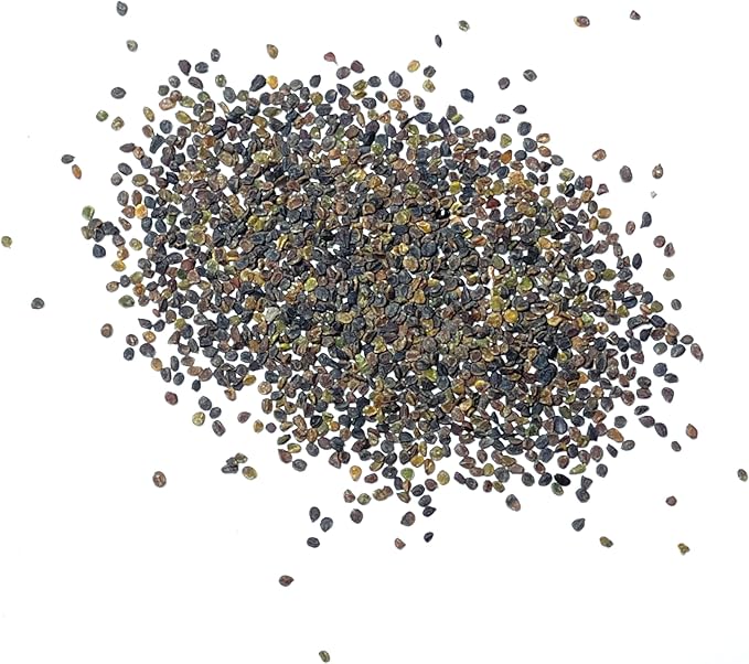 Seed Needs Purple Rockcress Seeds for Planting - Heirloom & Open Pollinated Perennial Flower Great for Rock Gardens, Groundcover, Attracts Pollinators (2 Packs)