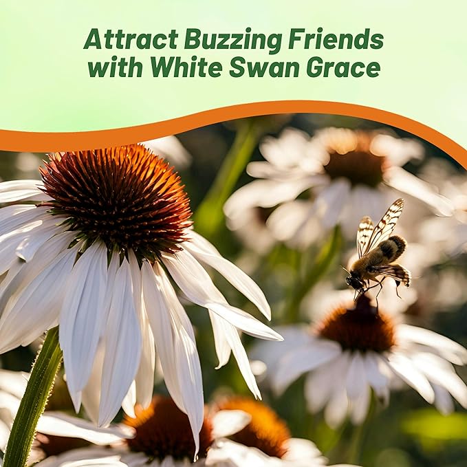 Outsidepride White Swan Echinacea Coneflower Seeds - 500 Pcs Hardy, Drought-Tolerant Perennial Wildflower Seeds for Planting w/Daisy-Like Blooms, Ideal for Gardens, Borders, & Pollinator Habitats