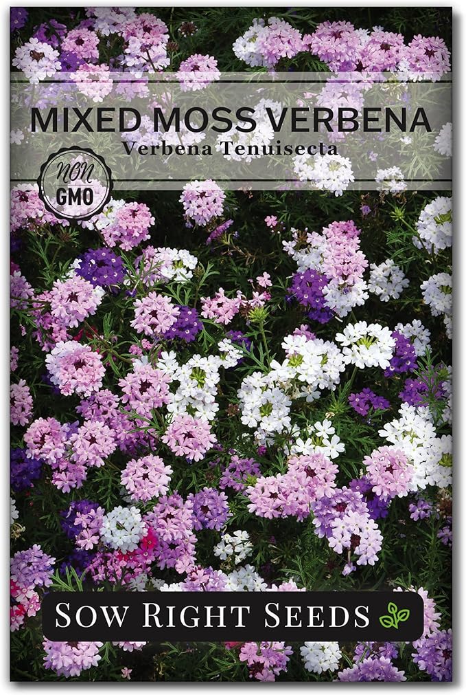 Sow Right Seeds - Mixed Moss Verbena (Verbena tenuisecta) Flower Seeds for Planting - Excellent Ground Cover - Non-GMO Heirloom Seeds - Creeping Perennial - Multicolor Blooms - Attract Pollinators