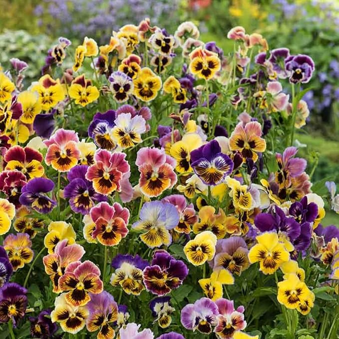 Mix Pansy Seeds for Planting - 200 Non-GMO Heirloom Flower Seeds Attract Butterflies & Open Pollinated