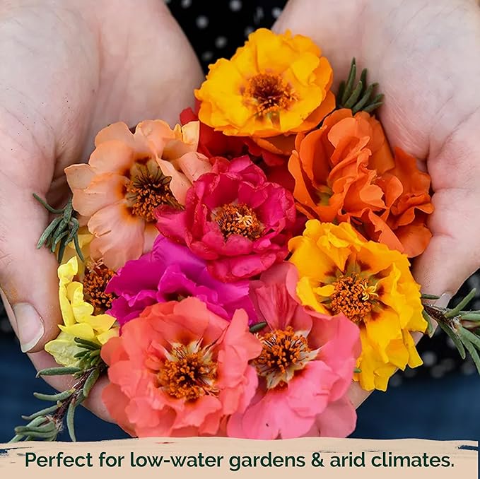 KVITER 2,000 Mix Double Moss Rose Seeds for Planting (Portulaca Grandiflora) - Non-GMO & Heirloom Ground Cover - Purslane Flower Seeds to Plant Outside, Beds & Yards & Flower Garden