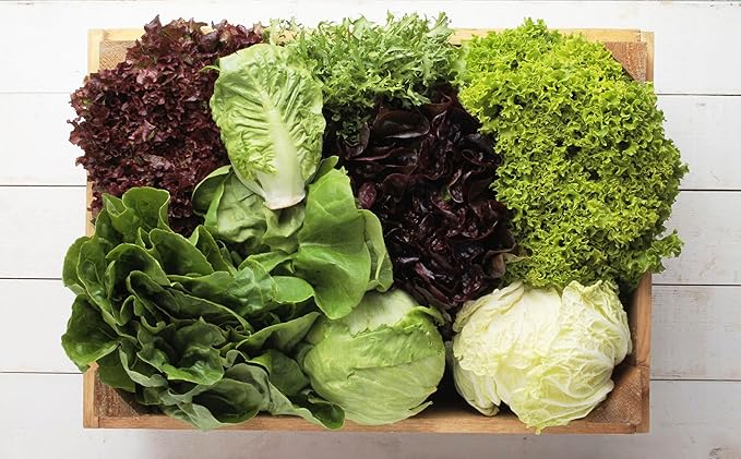 Seeds Lettuce Indoor Mix - 20 Days for Salad - Heirloom Vegetable - GMO Free
