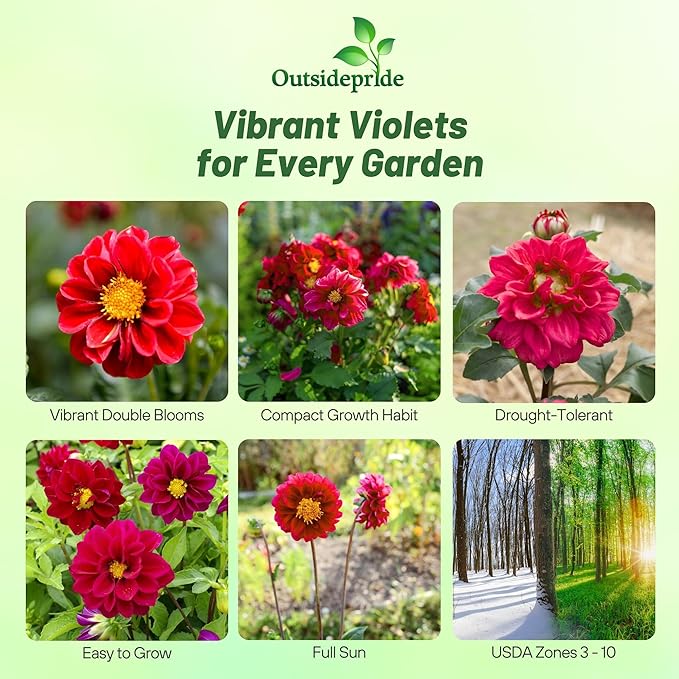 Outsidepride Opera Violet Dahlia Seeds for Planting - 200 Pcs Annual, Easy to Grow, Season-Long Flower Seeds with Colorful Blooms for Containers, Pots, Borders, & Gardens, Suitable as Cut Flower