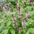 Persian AAS Basil Seeds - 0.25 Oz ~4750 Seeds - Non-GMO - Growing Microgreens, Herb Garden - Ocimum basilicum