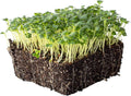 Mibuna Mustard Seeds - 4 Oz ~34,000 Seeds - Non-GMO Japanese Herb, Vegetable Garden & Microgreens Seeds