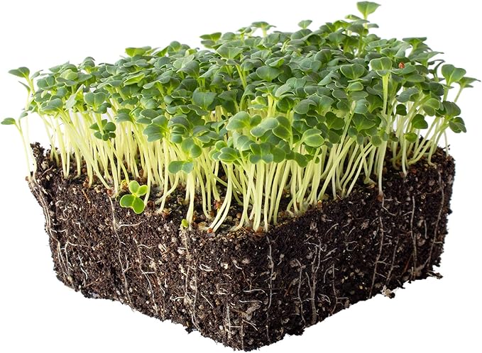 Mibuna Mustard Seeds - 1 Oz ~8500 Seeds - Non-GMO Japanese Herb, Vegetable Garden & Microgreens Seeds