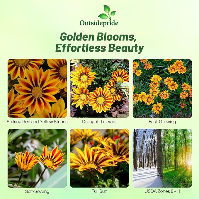 Outsidepride New Day Red Striped Gazania Seeds for Planting – 25 Pcs Perennial, Low-Maintenance, Drought-Tolerant Ground Cover Seeds for Vibrant Summer & Fall Flowers, Great for Outdoor Gardens