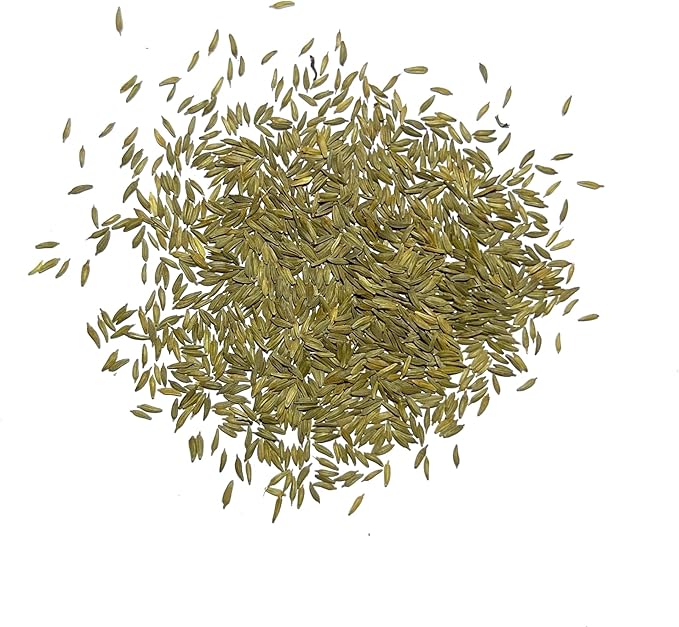 Seed Needs Dandelion Seeds for Planting Traxacum officinale - Non-GMO Heirloom & Untreated Garden Seed to Plant Dandelions for Herbal Uses & Edible Salads (2 Packs (1,000 Seeds))