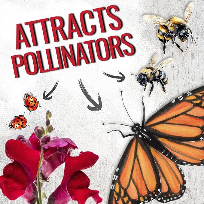 Seed Needs, Mixed Tetra Snapdragon Seeds - 1,000 Heirloom Seeds for Planting Antirrhinum majus - Annual Flowers to Attract Butterflies, Bumblebees, Honeybees & Other Pollinators (2 Packs)