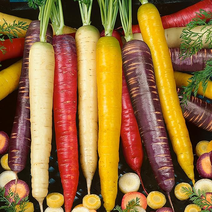 Back to The Roots 100% Organic Seed Packet - Carrot 'Rainbow Blend'