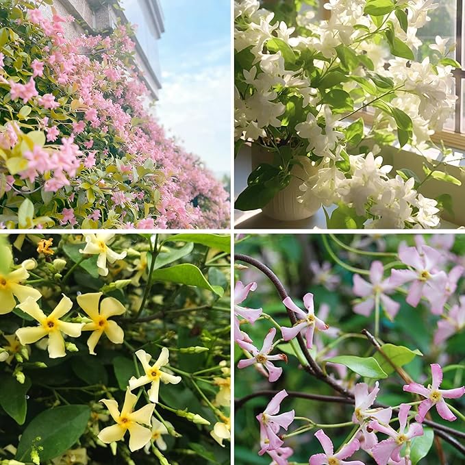 Climbing Jasmine Flower Seeds for Planting, 100+pcs Rare Perennial Fragrant Climber Jasmine Flower Seeds Plants, Non-GMO Heirloom Beauty Windmill Climbing Flowers in Home Garden Outdoors